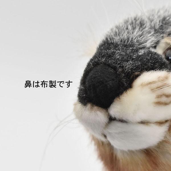 BH3814 カワウソ HANSA　獺 かわうそ ぬいぐるみ リアル | HANSA（ぬいぐるみ） | 06