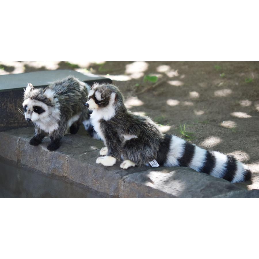 BH4248 アライグマ HANSA　あらいぐま くま ぬいぐるみ リアル | HANSA（ぬいぐるみ） | 08