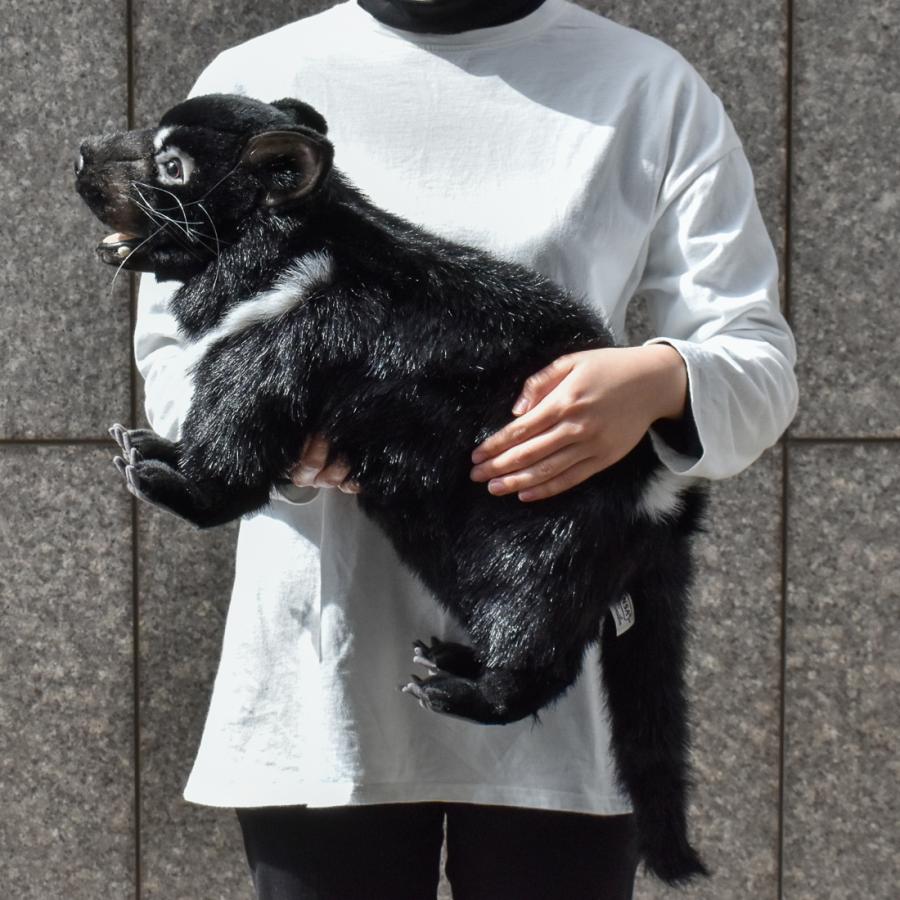 BH4383 タスマニアデビル HANSA　たすまにあでびる フクロアナグマ ふくろあなぐま ぬいぐるみ リアル | HANSA（ぬいぐるみ） | 07