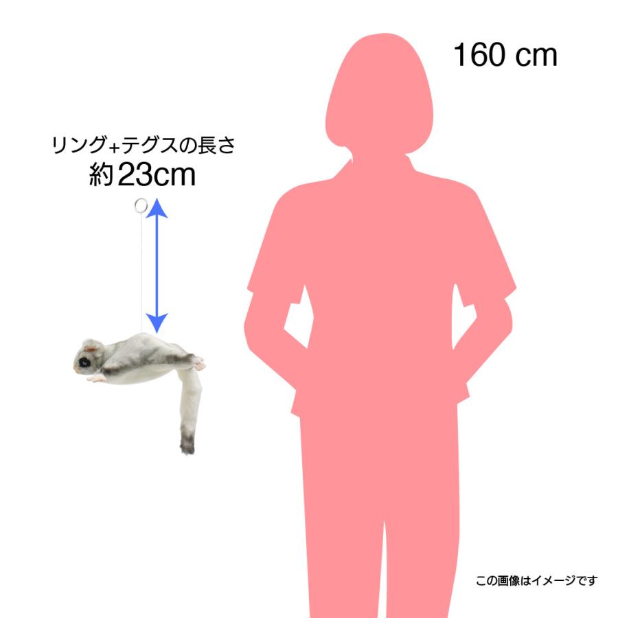 フクロモモンガ 4692_2.jpg