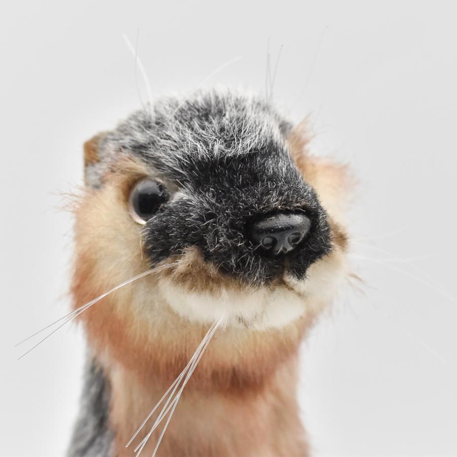 HANSA BH5087 カワウソ 獺 かわうそ ぬいぐるみ リアル : Dear Bear