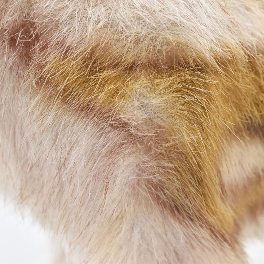 BH5341 イノシシ 仔 HANSA　いのしし 猪 こども 子供 ぬいぐるみ リアル | HANSA（ぬいぐるみ） | 04