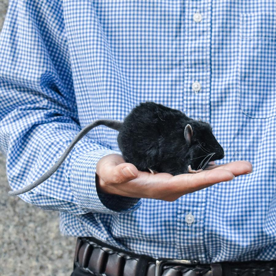 BH5578 クロネズミ HANSA　くろねずみ 黒鼠 ぬいぐるみ リアル 爆買 母の日 | HANSA（ぬいぐるみ） | 07
