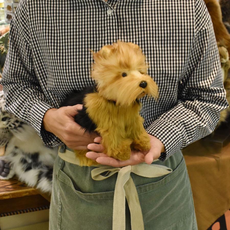 HANSA BH5900 ヨークシャーテリア よーくしゃーてりあ いぬ イヌ 犬