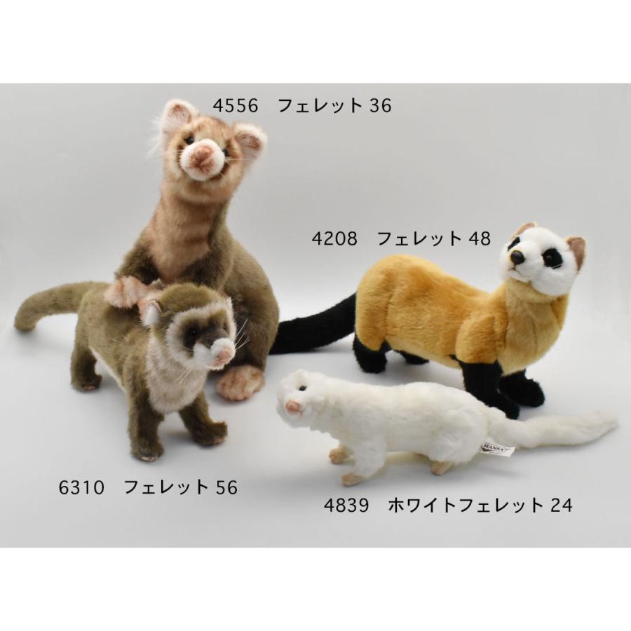 Hansa ferret deals