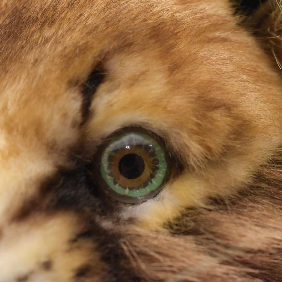 BH7047 カラカル HANSA　からかる ねこ ネコ 猫 ぬいぐるみ リアル | HANSA（ぬいぐるみ） | 06