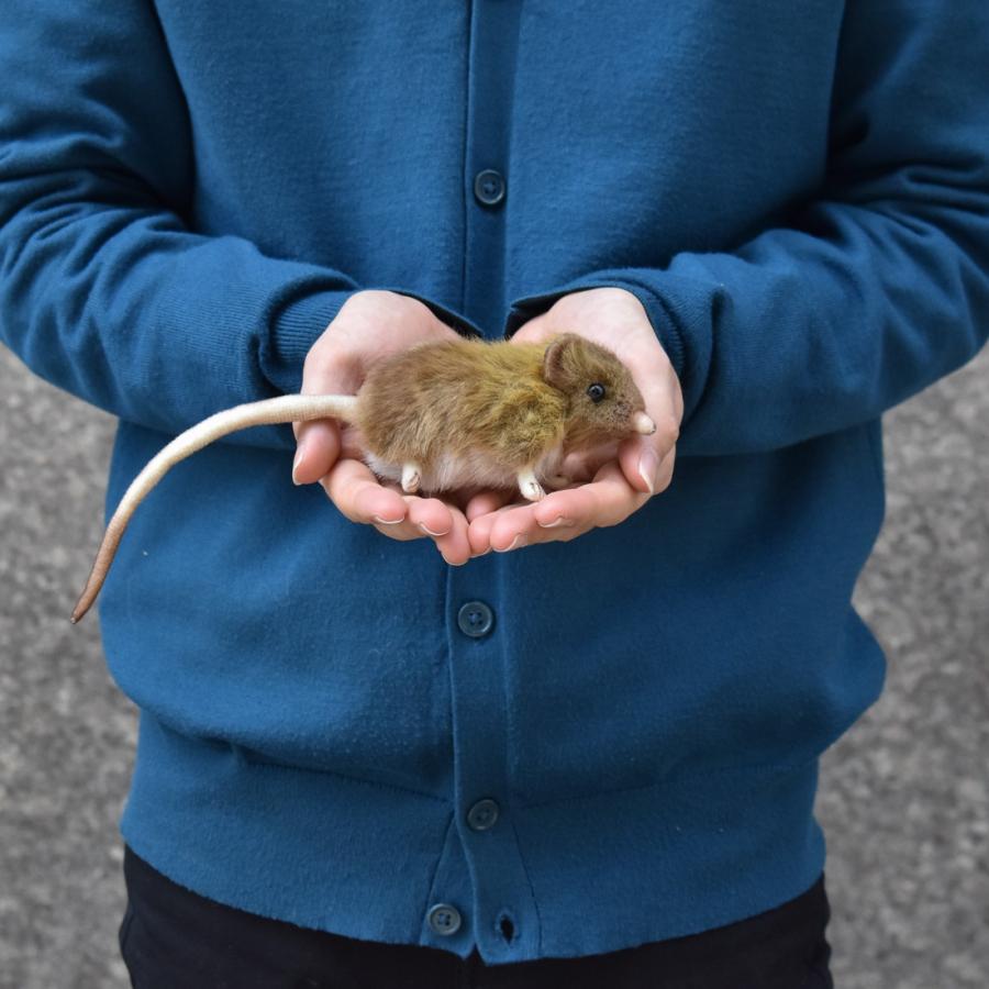 Hansa ハンサ ハネジネズミ 7233 リアル 動物 ぬいぐるみ プレゼント ギフト 7233 Dear Bear 通販 Yahoo ショッピング