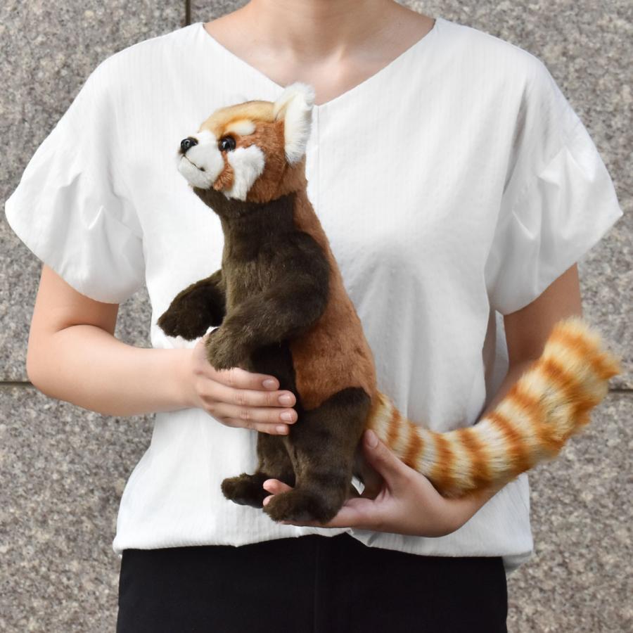 レッサーパンダ シセンレッサーパンダ | 動物図鑑 | ZFC.jp