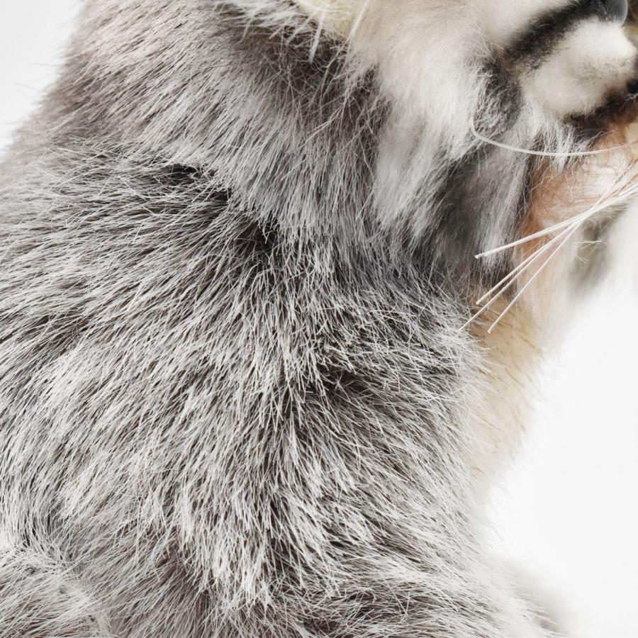 BH7299 マヌルネコ 仔 HANSA　まぬるねこ こども 子供 ぬいぐるみ リアル | HANSA（ぬいぐるみ） | 04