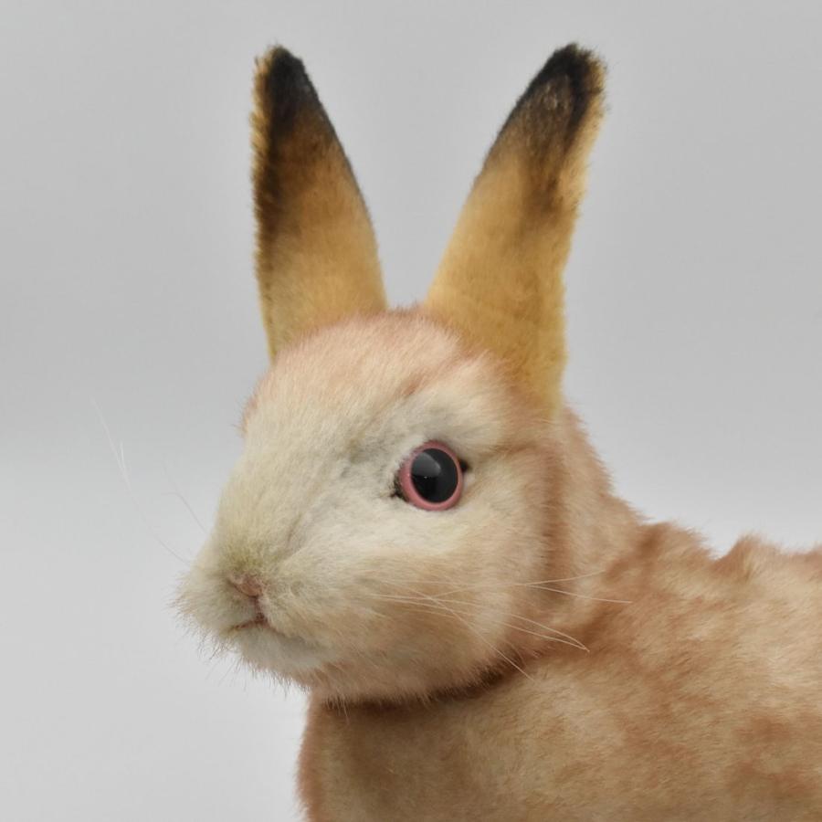 BH7797 ウサギ クリーム HANSA　うさぎ 兎 ぬいぐるみ リアル | HANSA（ぬいぐるみ） | 03