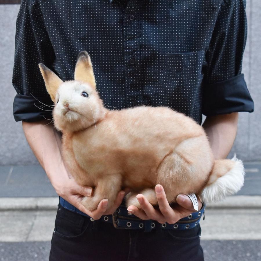 BH7797 ウサギ クリーム HANSA　うさぎ 兎 ぬいぐるみ リアル | HANSA（ぬいぐるみ） | 07