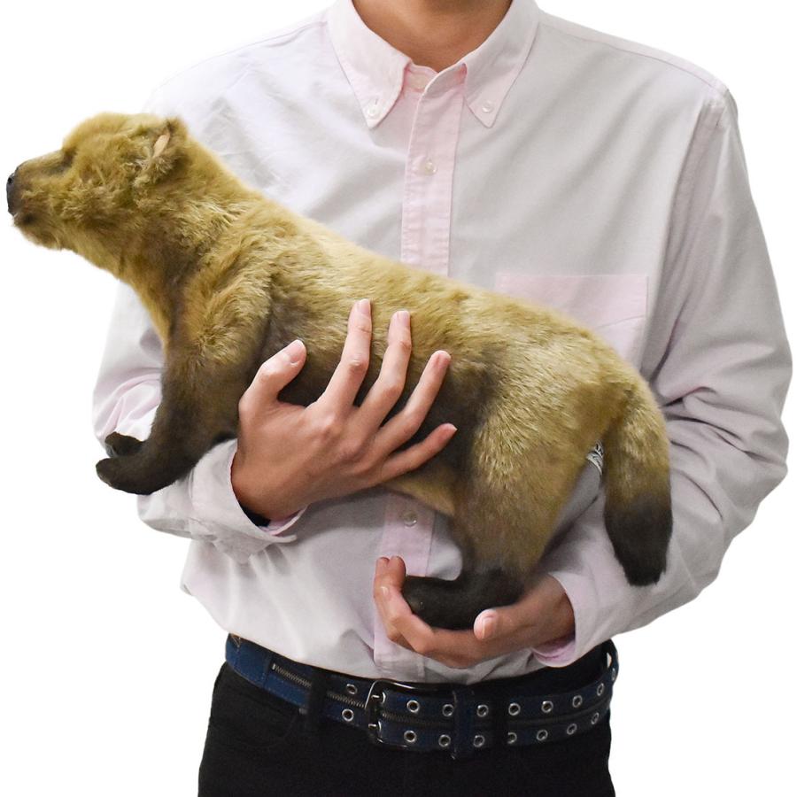 BH8146 ヤブイヌ HANSA　やぶいぬ ぬいぐるみ リアル | HANSA（ぬいぐるみ） | 07