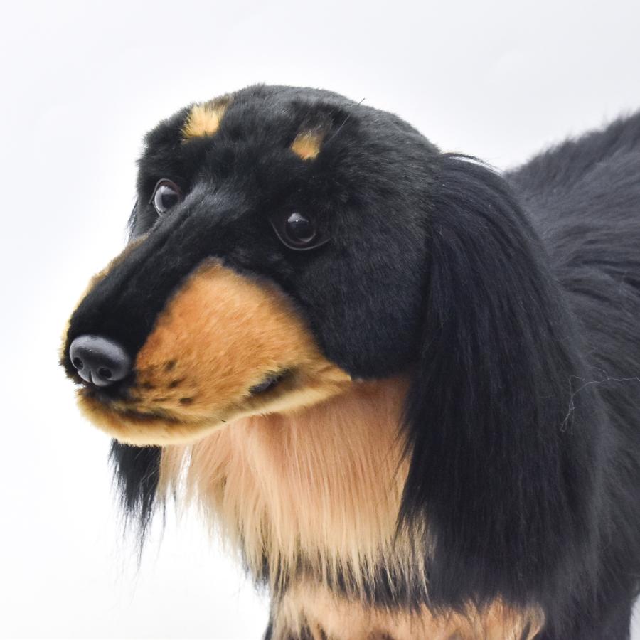 BH8511 ミニチュアダックスロング HANSA みにちゅあだっくすろんぐ ぬいぐるみ リアル 新作 | HANSA（ぬいぐるみ） | 04