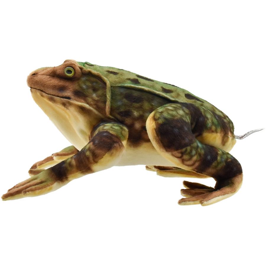 BH8575 ゴライアスガエル  HANSA　ごらいあすがえる かえる 蛙 ぬいぐるみ リアル 新作 | HANSA（ぬいぐるみ） | 01
