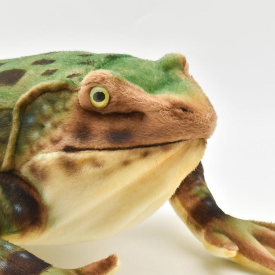 BH8575 ゴライアスガエル  HANSA　ごらいあすがえる かえる 蛙 ぬいぐるみ リアル 新作 | HANSA（ぬいぐるみ） | 04