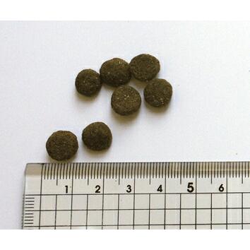 BLACKWOOD（ブラックウッド） ドッグフード 3000 20kg ラム肉 ポイント