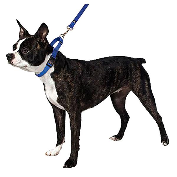 PetSafe 小型犬 ハーフチョーク ナイロン 首輪 バックル付き ペット