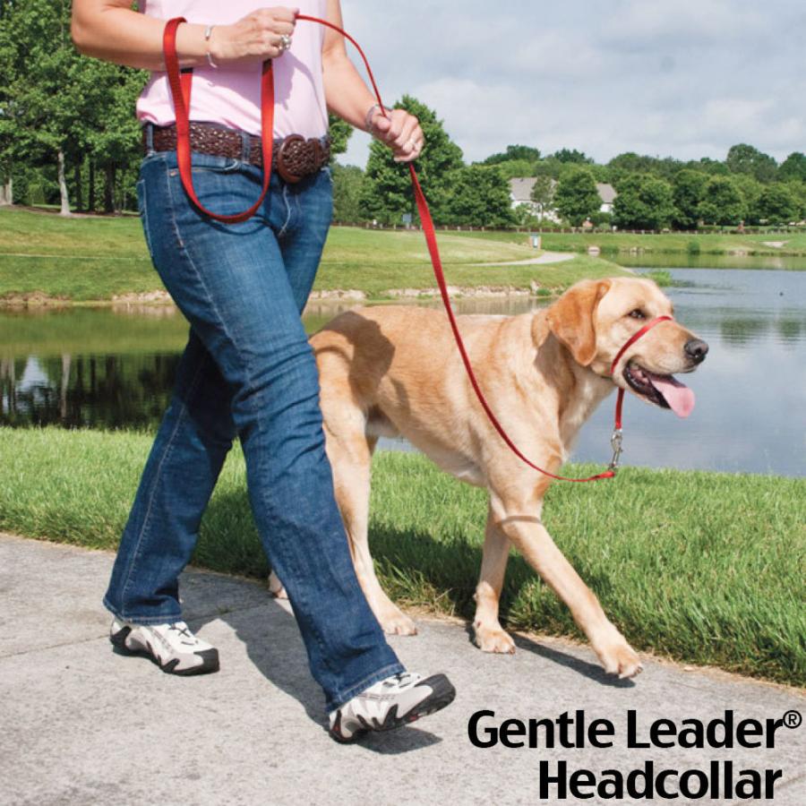 ジェントルリーダー ヘッドカラー Petsafe ペットセーフ Petite S M L Xl サイズ Usa直輸入 プレミア 引っ張り防止 トレーニング用品 Petsafe Gentlel Headcollar Dear Dogs 犬のセレクトショップ 通販 Yahoo ショッピング
