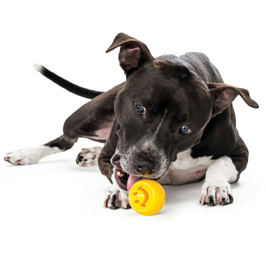 プラネットドッグ オービータフ ヌークス 中型犬 水遊び 水に浮くおもちゃ Planet Dog 海外ブランド 輸入 oyom |  | 04