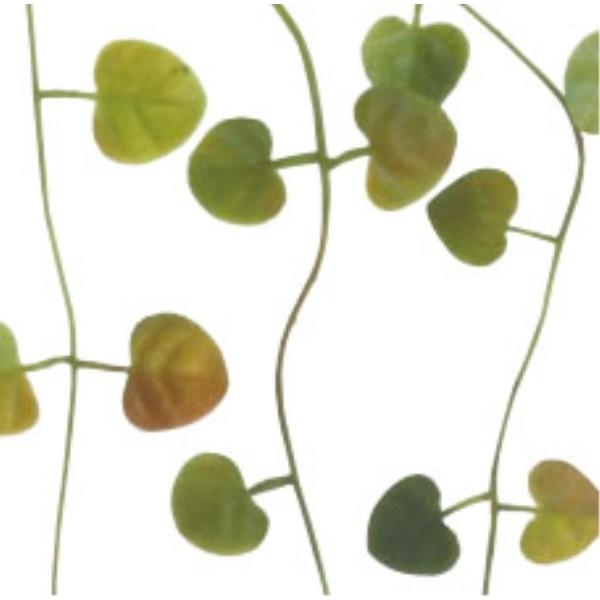 ハートカズラバイン *4 プラスチック グリーンブラウン 観葉植物 