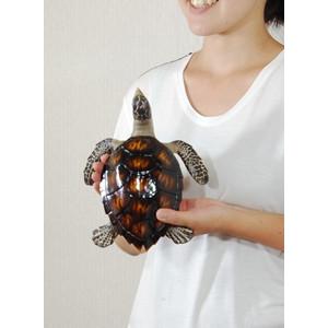 Sea turtle ウミガメの小物入れ 置物 ボックス 飾り アンティーク風