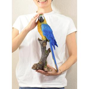 ルリコンゴウインコ 造形が美しい鳥の置物 オブジェ オウム 飾り 鳥