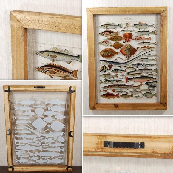 魚壁飾り　スジアラ成魚［額装］訳あり　在庫現品のみ❗️ 魚壁飾り スジアラ成魚［額装］訳あり 在庫現品のみ❗️