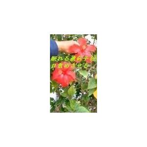 2倍希釈用海洋深層水調合液Flora５００ｃｃボトル２４本C/S |  | 11