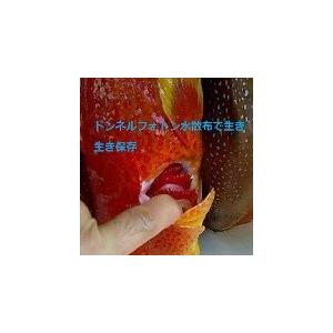 トンネルフォトン水６０ｄｂ生原料30ｃｃ真空スプレーボトルお試しテスト用 |  | 20