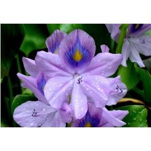 トンネルフォトン水６０ｄｂ生原料30ｃｃ真空スプレーボトルお試しテスト用 |  | 07