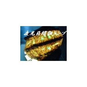 生表面磨き夜光貝殻大サイズ1022 : 夜光貝と海洋深層水調合液 生表面磨き夜光貝殻大サイズ1022 : 夜光貝と海洋深層水調合液