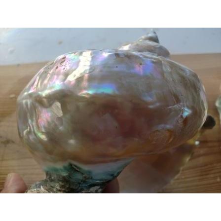 夜光貝真珠層磨きA級品商品1 : 夜光貝と海洋深層水調合液販売 - 通販