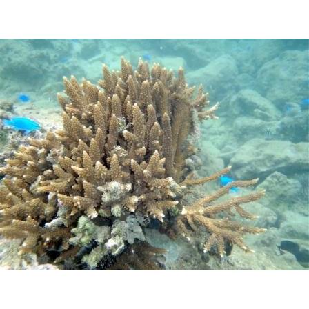 2倍希釈用深層水調合液やんばるの森と海2リットルボトル6本C/S |  | 19