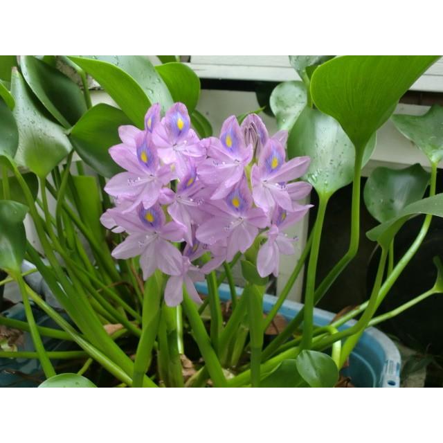 2倍希釈用深層水調合液やんばるの森と海2リットルボトル6本C/S |  | 02