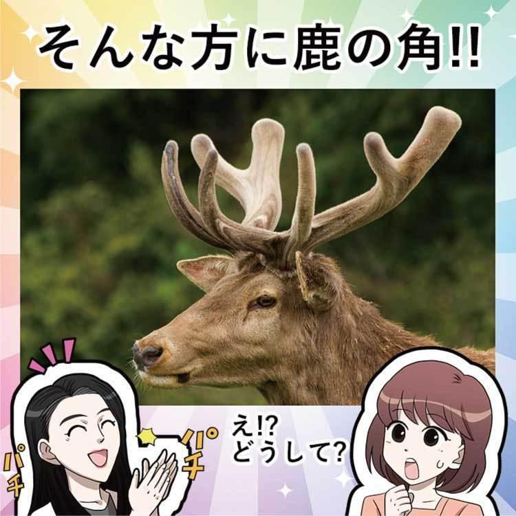 メシマコブ 鹿茸 桑 桂皮 鹿の角 サルノコシカケ カルシウム ガン