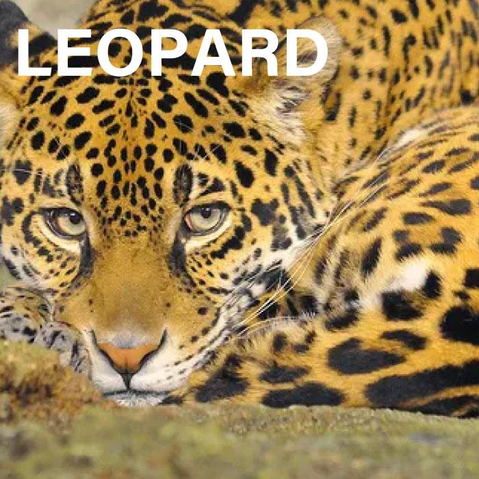 Calvin Klein Underwear メンズ ビキニ ブリーフ パンツ