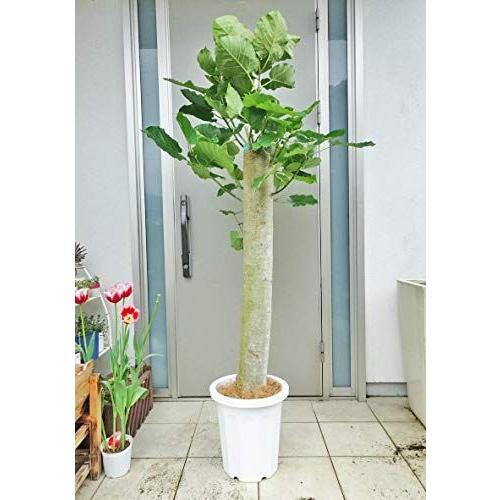 流行に 人気の極太ウンベラータ 160cm 10号プラ鉢 鉢カバー別売り 史上最も激安 Marshallschool Edu Jo