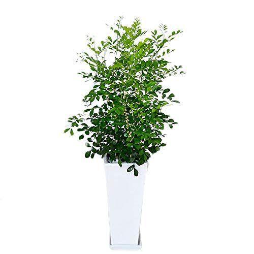 保障できる フラワーコーポレーション シルクジャスミン ゲッキツ 観葉植物 グリーン ロングスクエア陶器鉢植え 7号 Dehe Store 通販 Yahoo ショッピング 国際ブランド Tanyasflawlesshairandbeautyacademy Co Uk