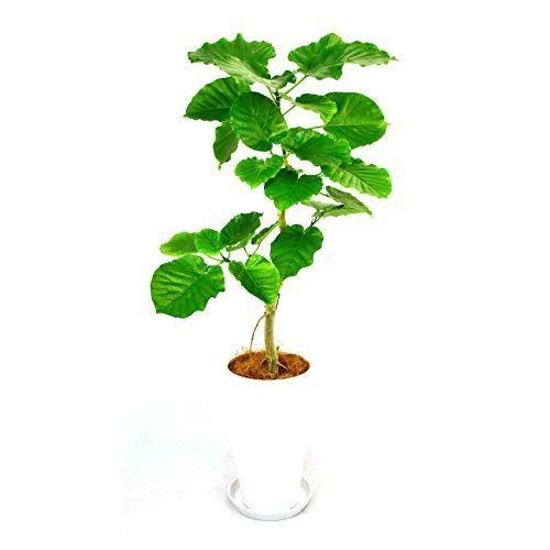 新版 観葉植物 ウンベラータ 7号鉢 白丸陶器鉢 Dehe Store 通販 Yahoo ショッピング 開店祝い Www Maxipiso Com Ar