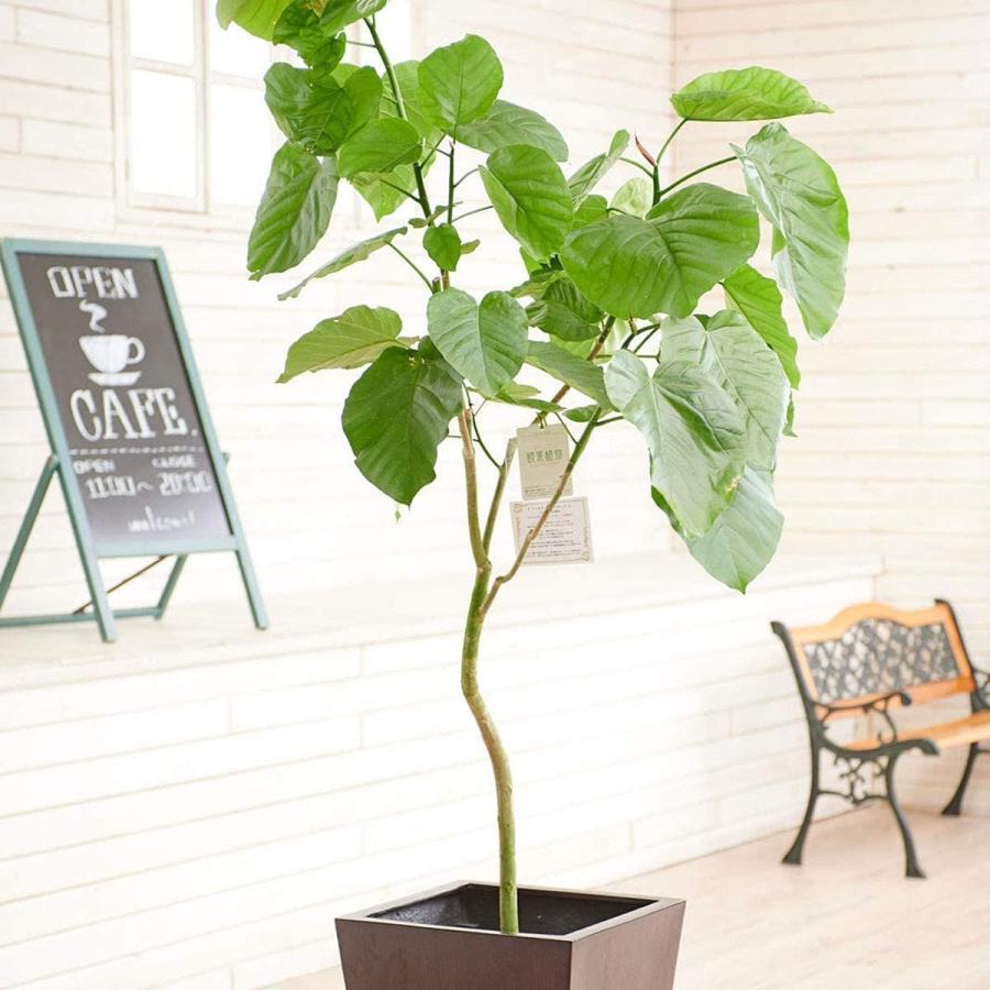 史上最も激安 観葉植物 ウンベラータ 10号 インテリア鉢カバー ウッディスクエア 立札 花言葉カード 欧州から輸入の装飾リボン付 開店祝い 開業祝い 新 激安ブランド Www Aproniaperu Com