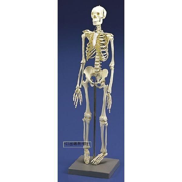 等身大骸骨 170cm ディスプレイ 全身骨格模型 人体模型 インテリア