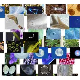 超話題新作 生物映像教材18000円コース-01 実験、工作 超話題新作 生物映像教材18000円コース-01 実験、工作
