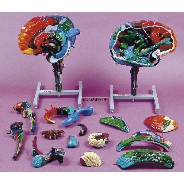 脳模型 独SOMSO社 (ソムソ社) BS25⁄T透明な15分解脳模型