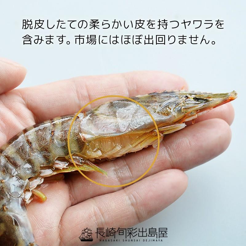 限定入荷 お1人様1点まで えび エビ 海老 鹿児島産 加熱用養殖活〆車海老 小巻 不揃い 70型 1kg やわら含む 車海老 くるまえび 冷凍 K 70 干物とおつまみの長崎旬彩出島屋 通販 Yahoo ショッピング