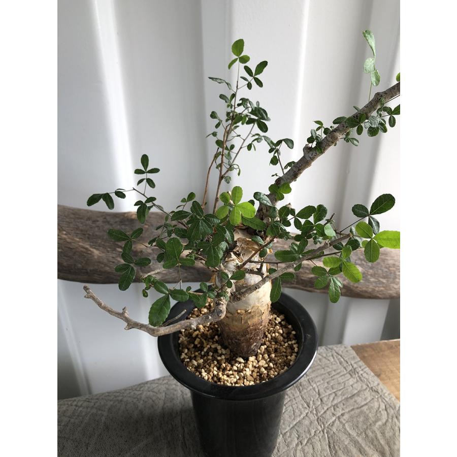 Commiphora-humbertii2の画像