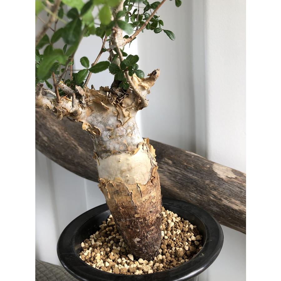 Commiphora-humbertii2の画像