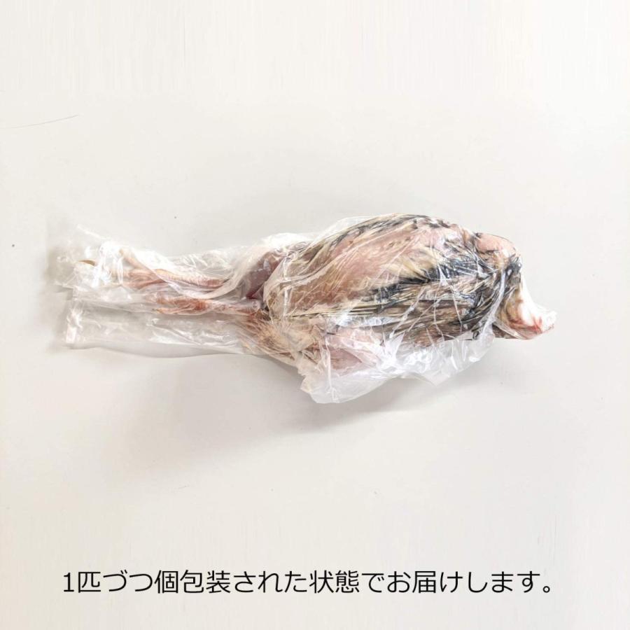 うずらや] 豊橋産 冷凍ウズラ 未処理 約50羽 (1ケース25羽入×2) 親