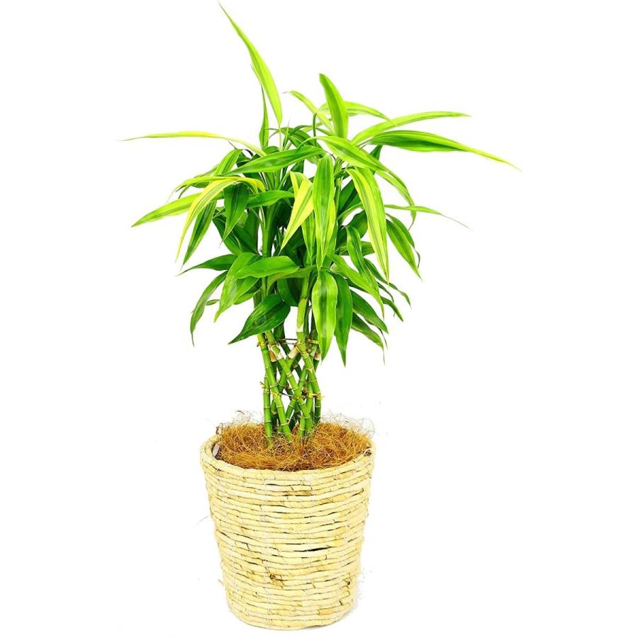 観葉植物 サンデリアーナ 幸運の竹 6号鉢 白バスケット S8 042 デライトベース 通販 Yahoo ショッピング