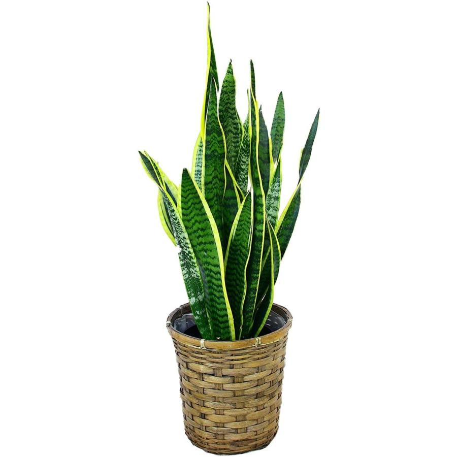 観葉植物 インテリア 人気 ギフト プレゼント リビング おしゃれ 鉢 鉢植え 通販  サンセベリア 6号鉢 バスケット(お任せカゴ) | 