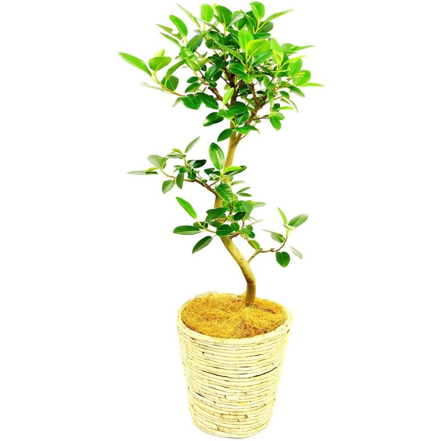 観葉植物 インテリア 人気 ギフト プレゼント リビング おしゃれ 鉢 鉢植え 通販 フランスゴム 7号鉢 白バスケット S8 052 デライトベース 通販 Yahoo ショッピング